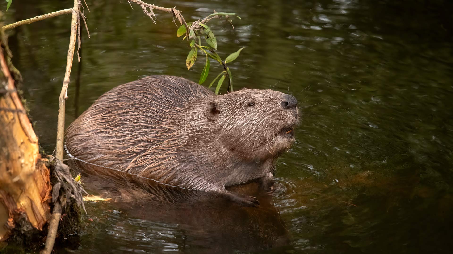 Beaver