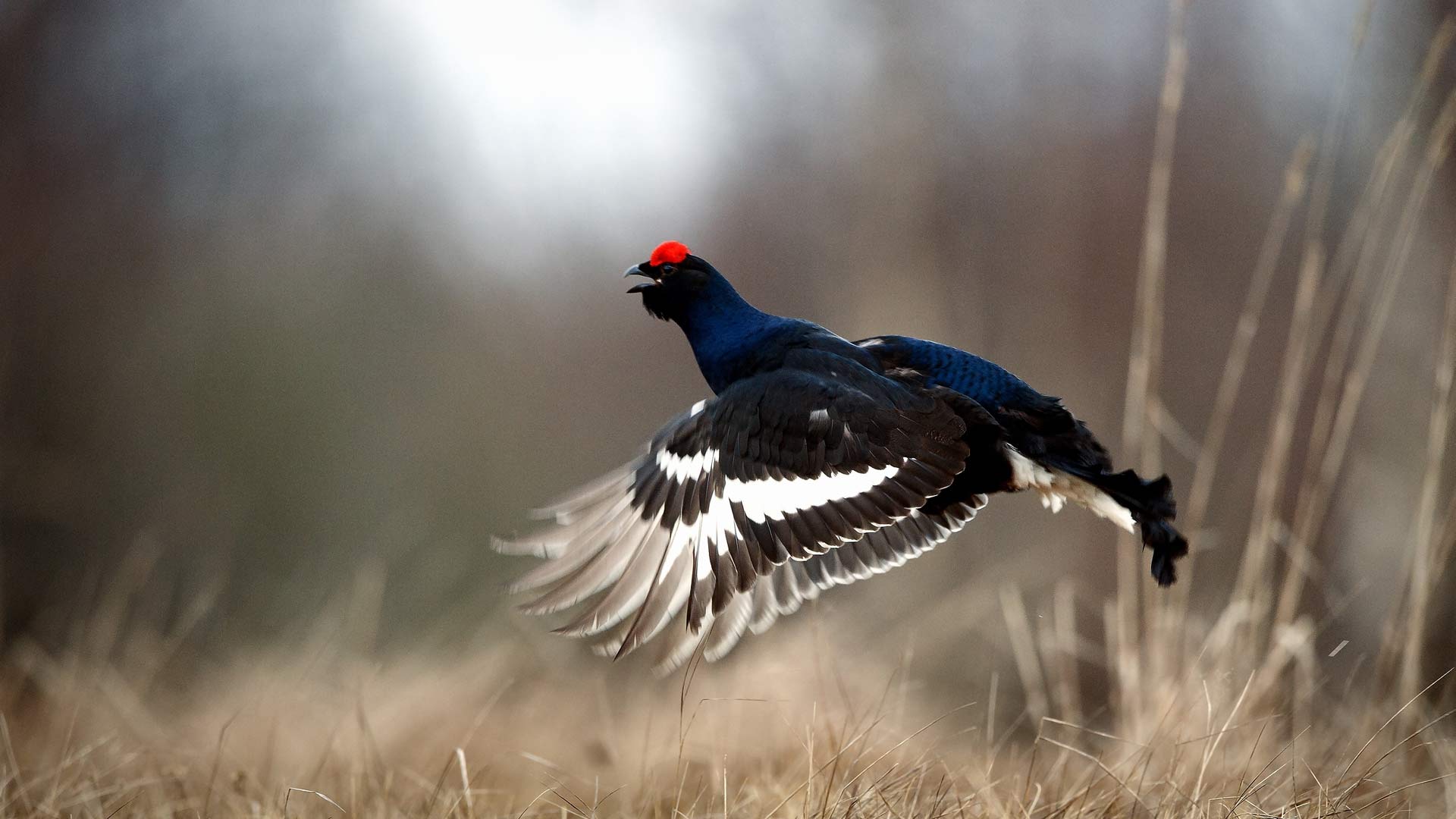 Black Grouse