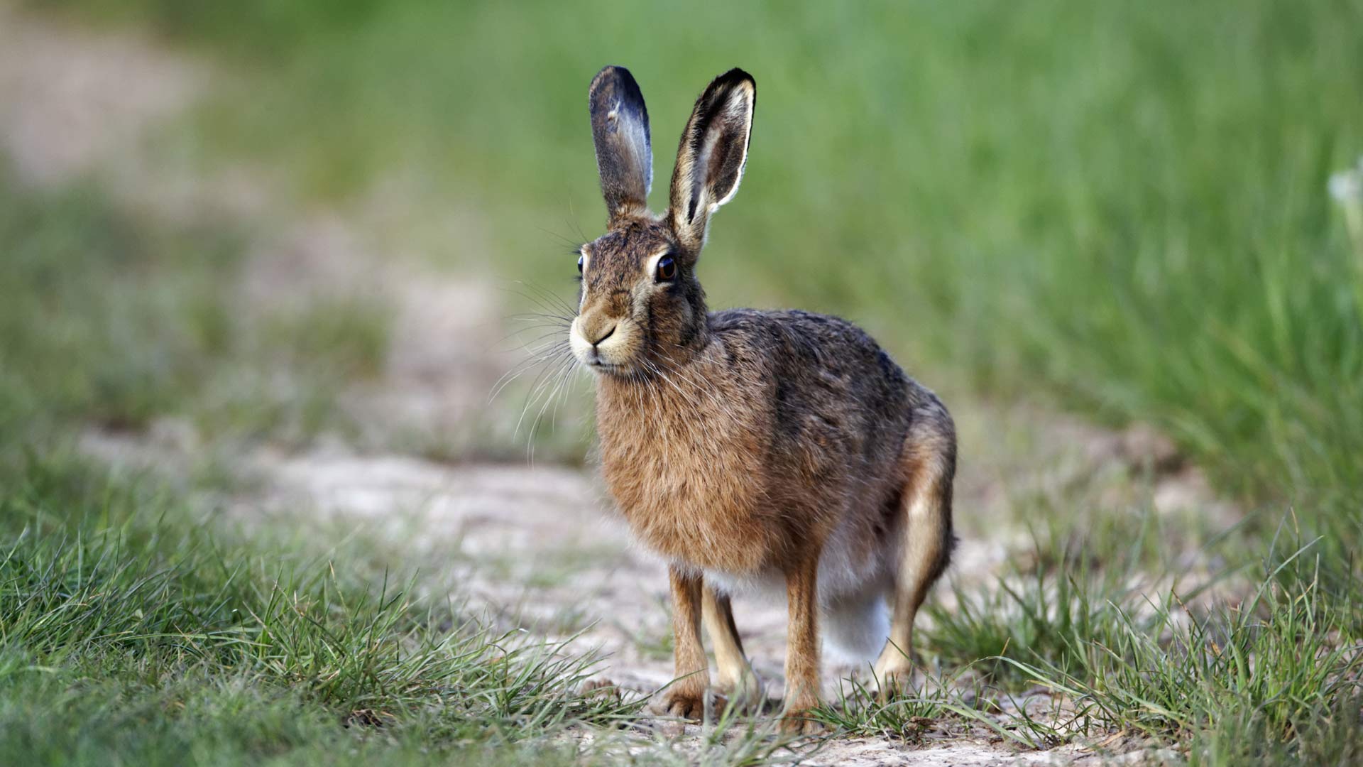 Brown Hare