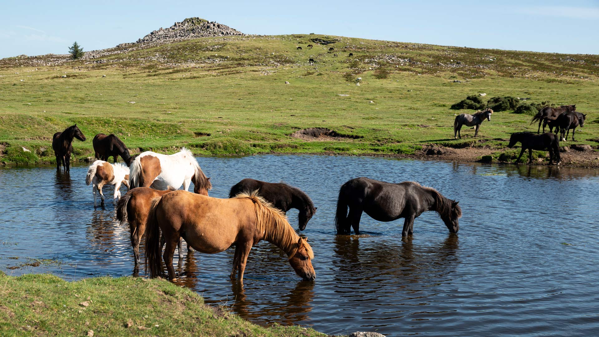 Dartmoor Ponies