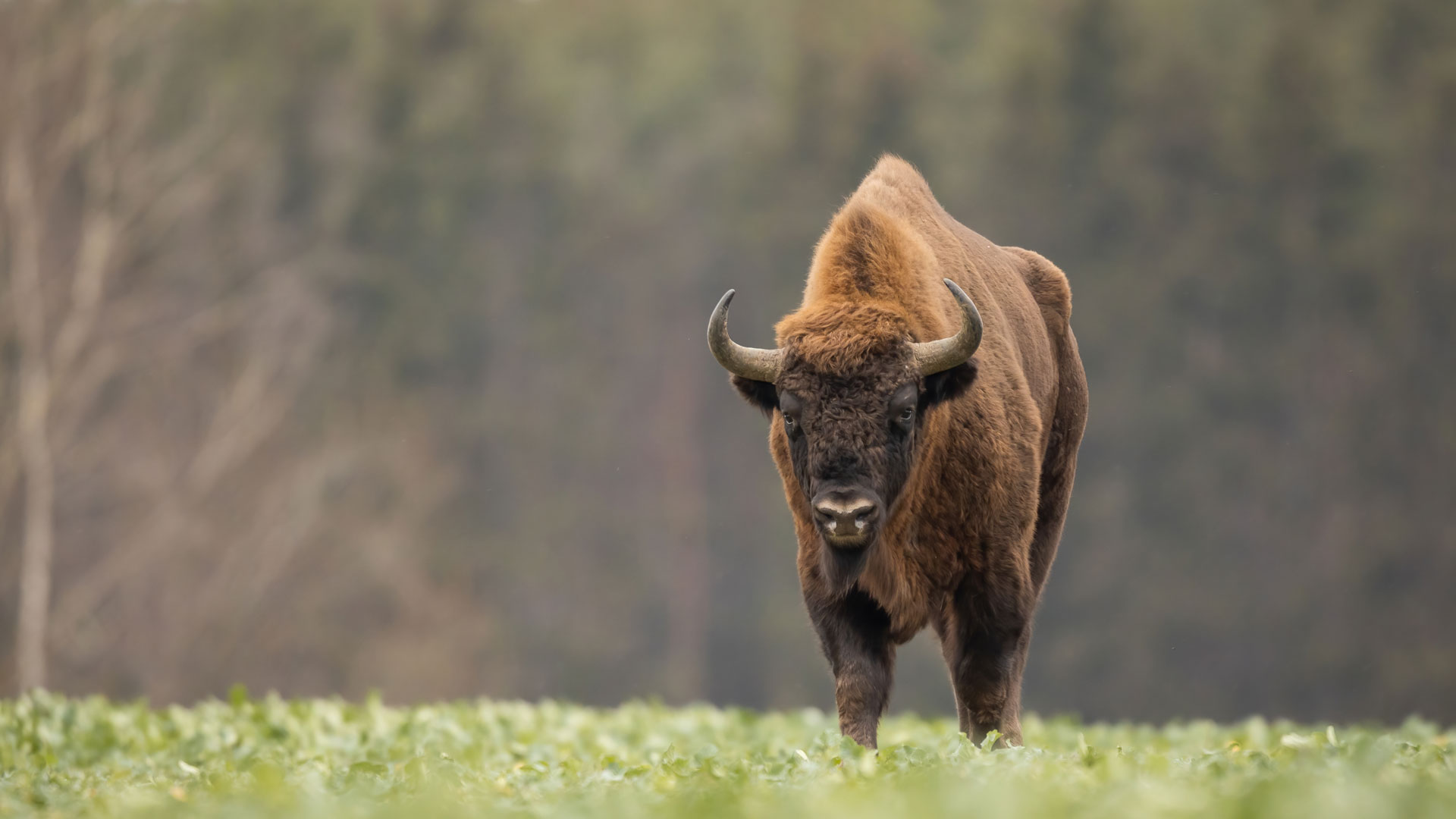 European Bison