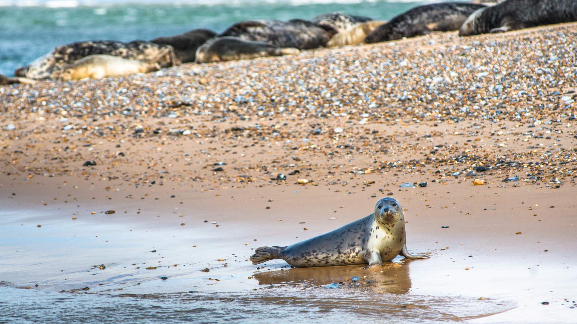 Grey Seals