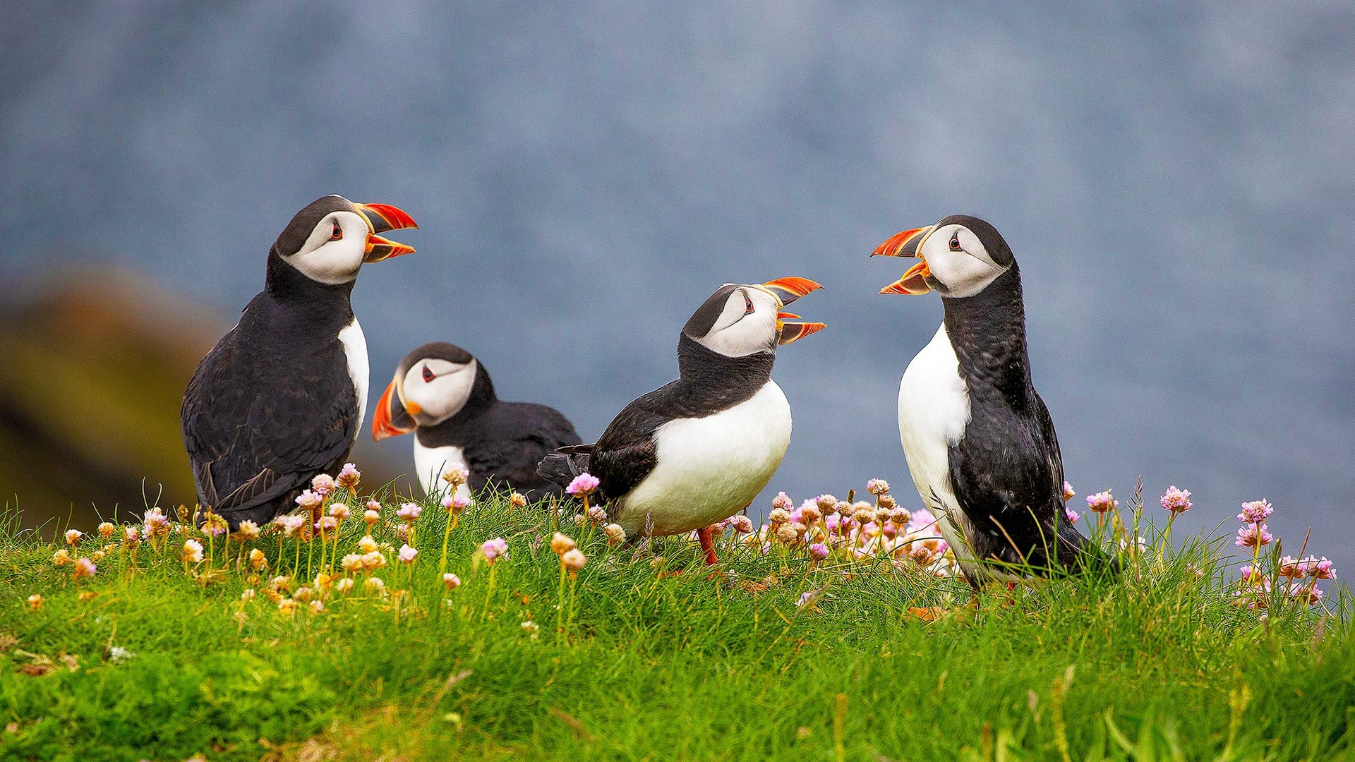 Puffins