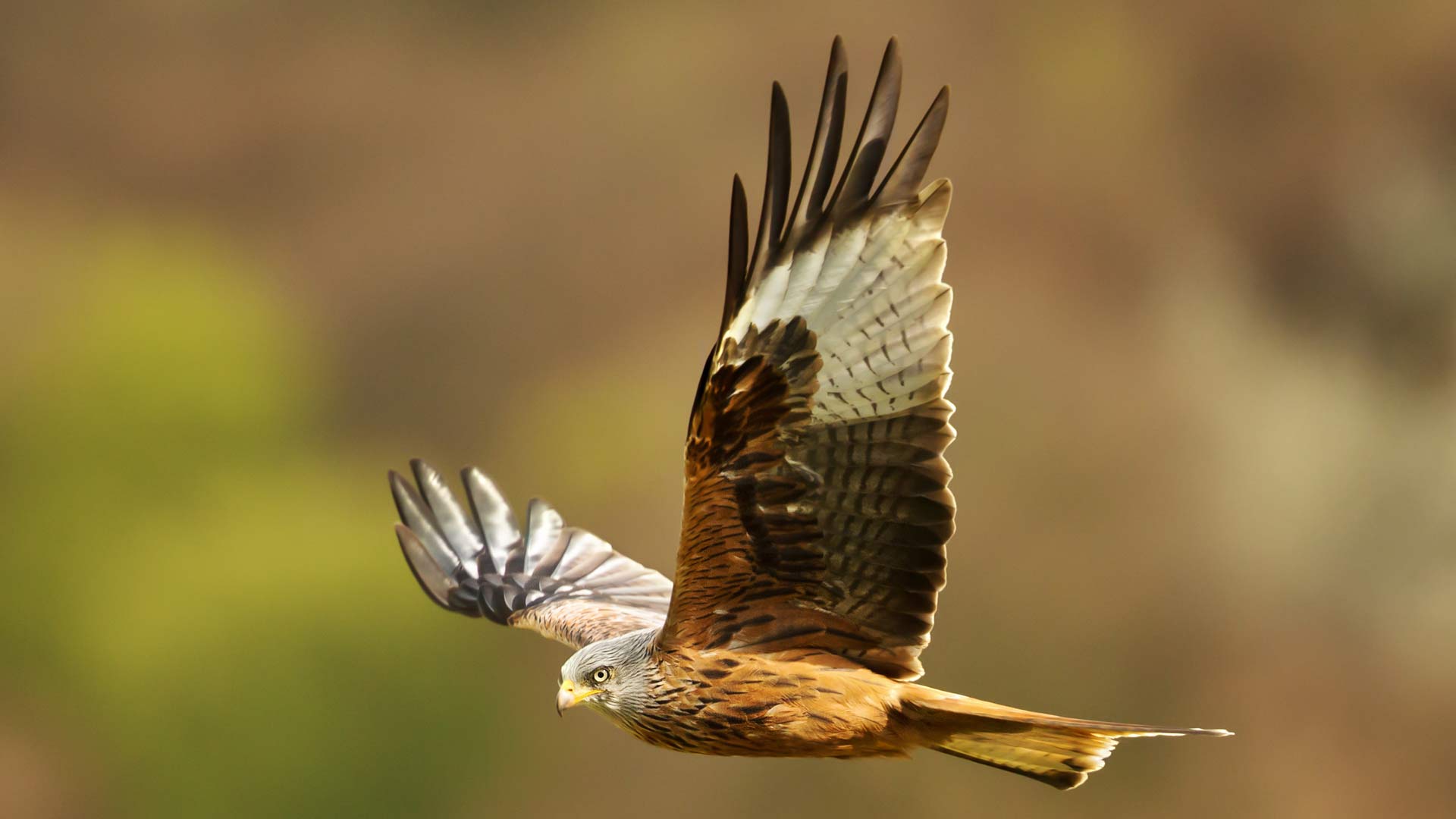 Red Kite Flying