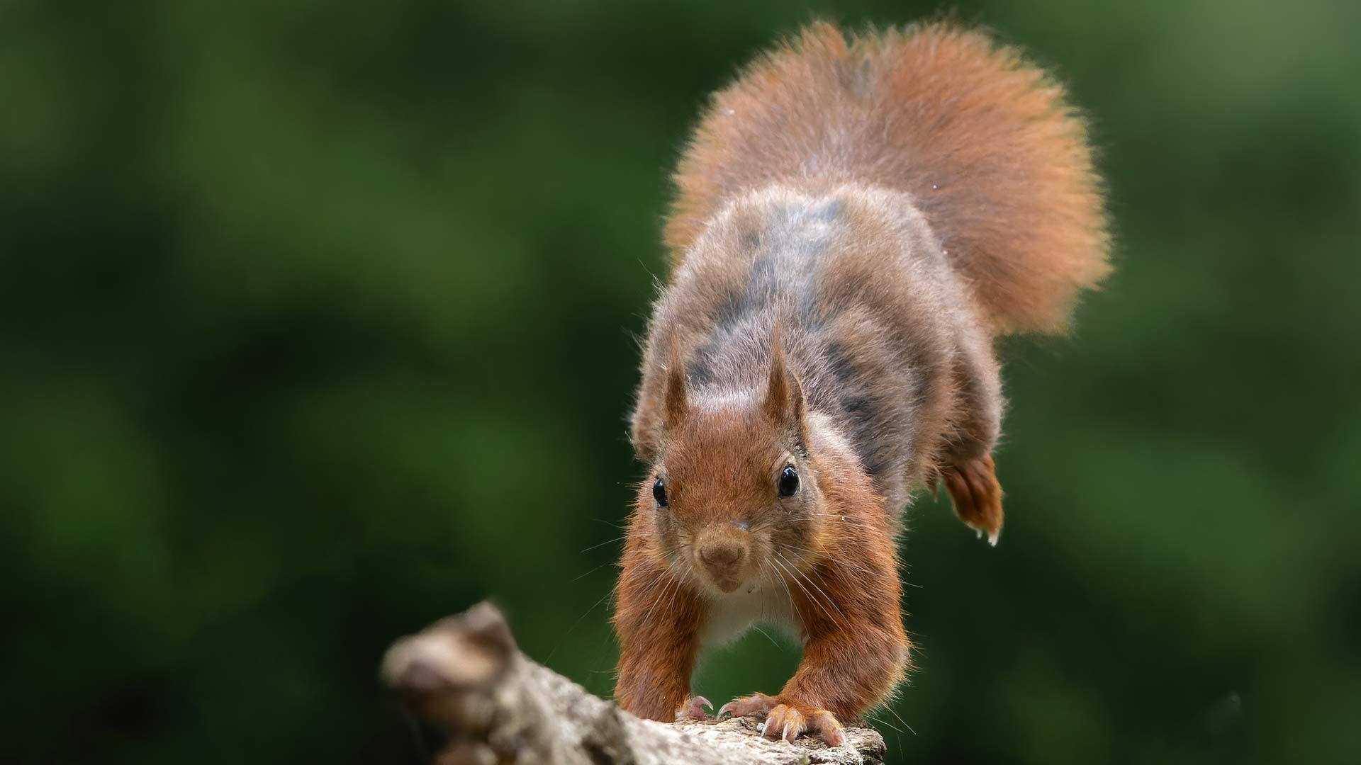 Red Squirrel