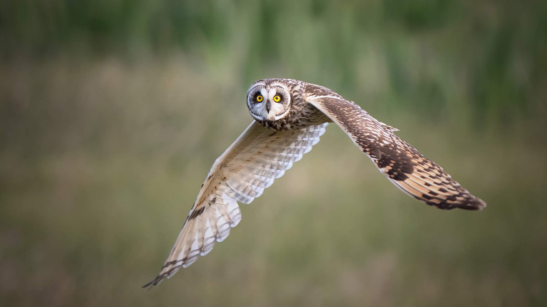 Short eared owls