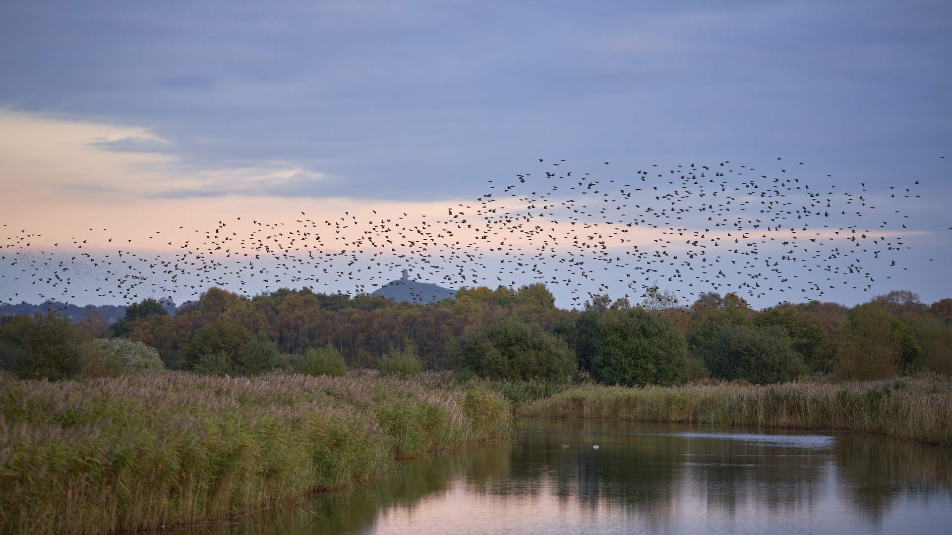 Starlings