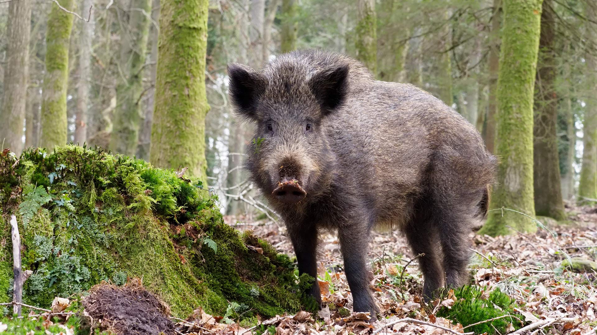 Wild Boar