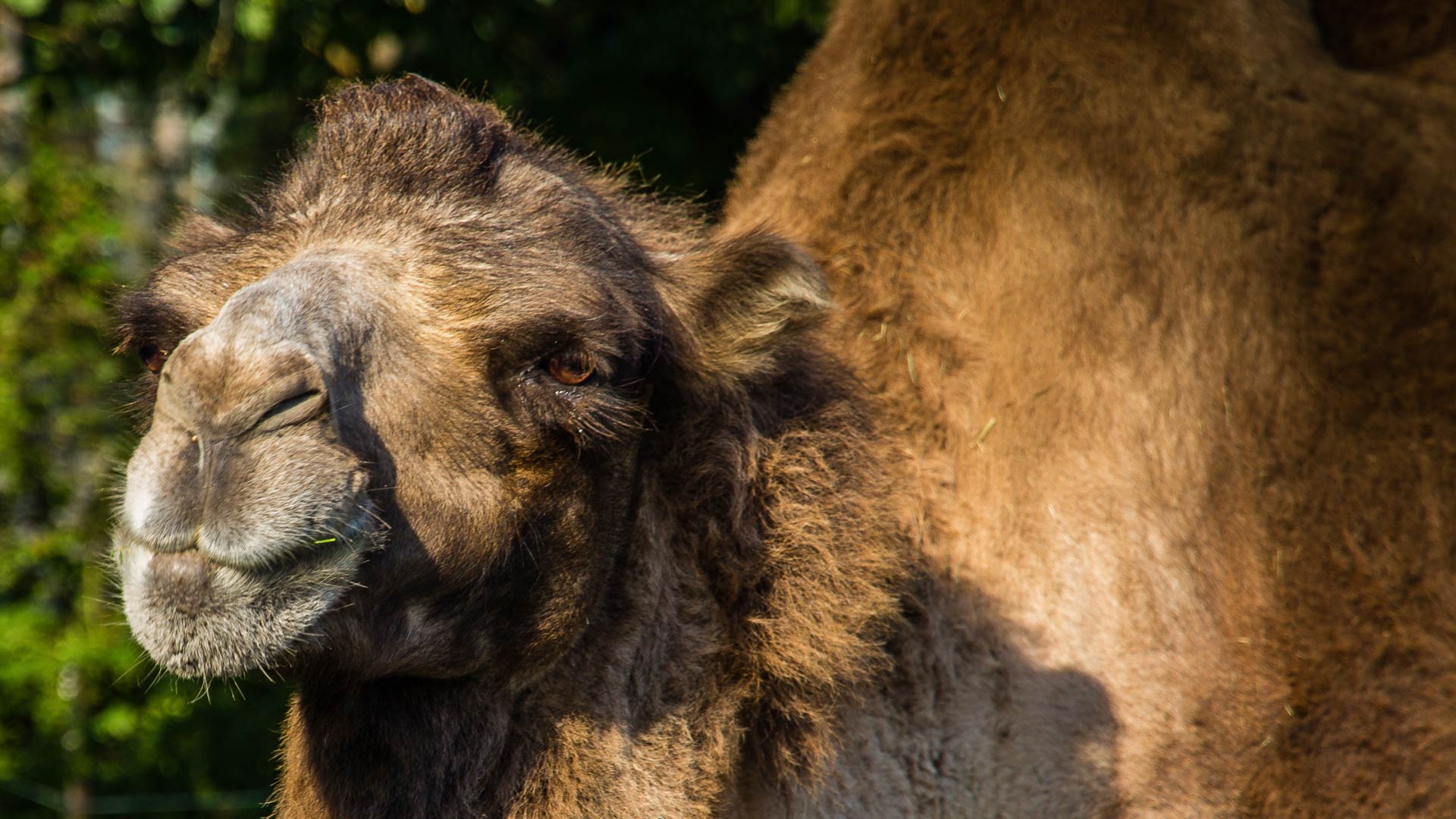 camels