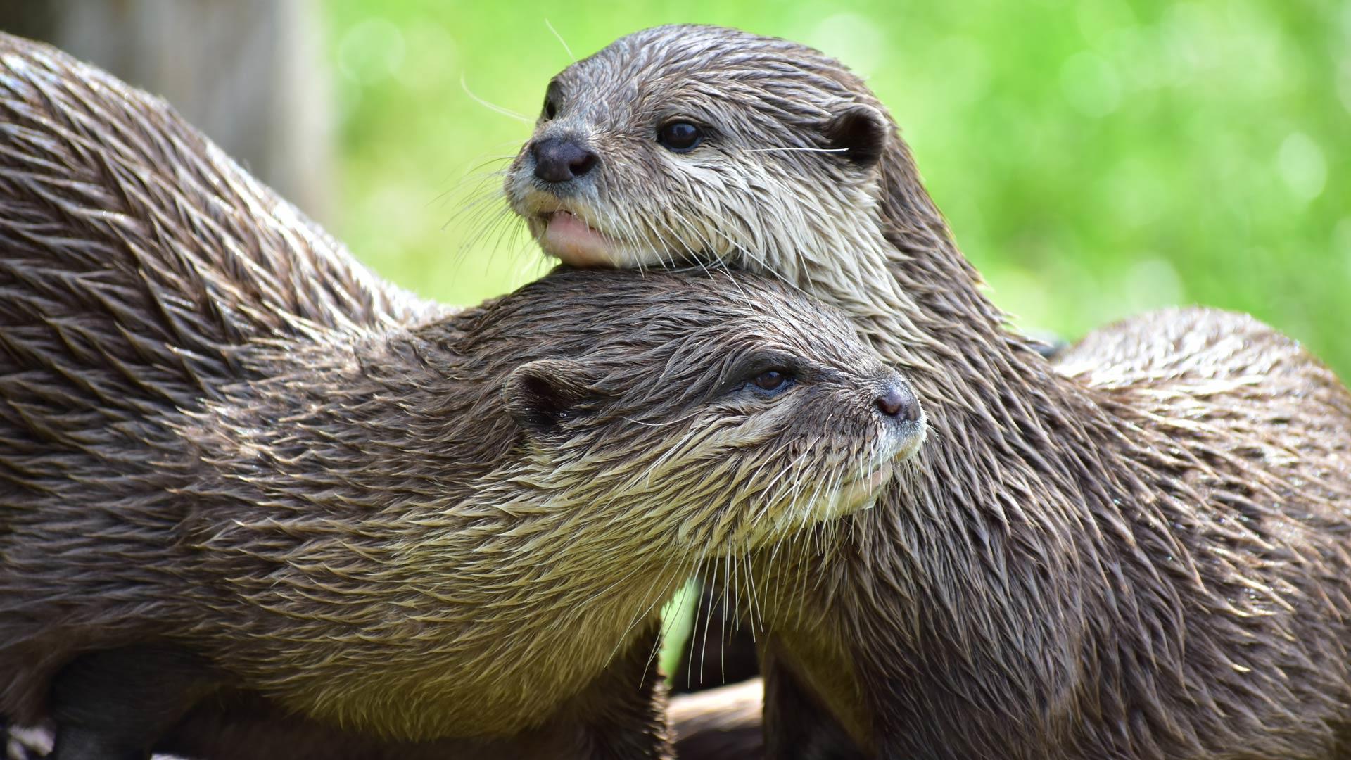 Otters