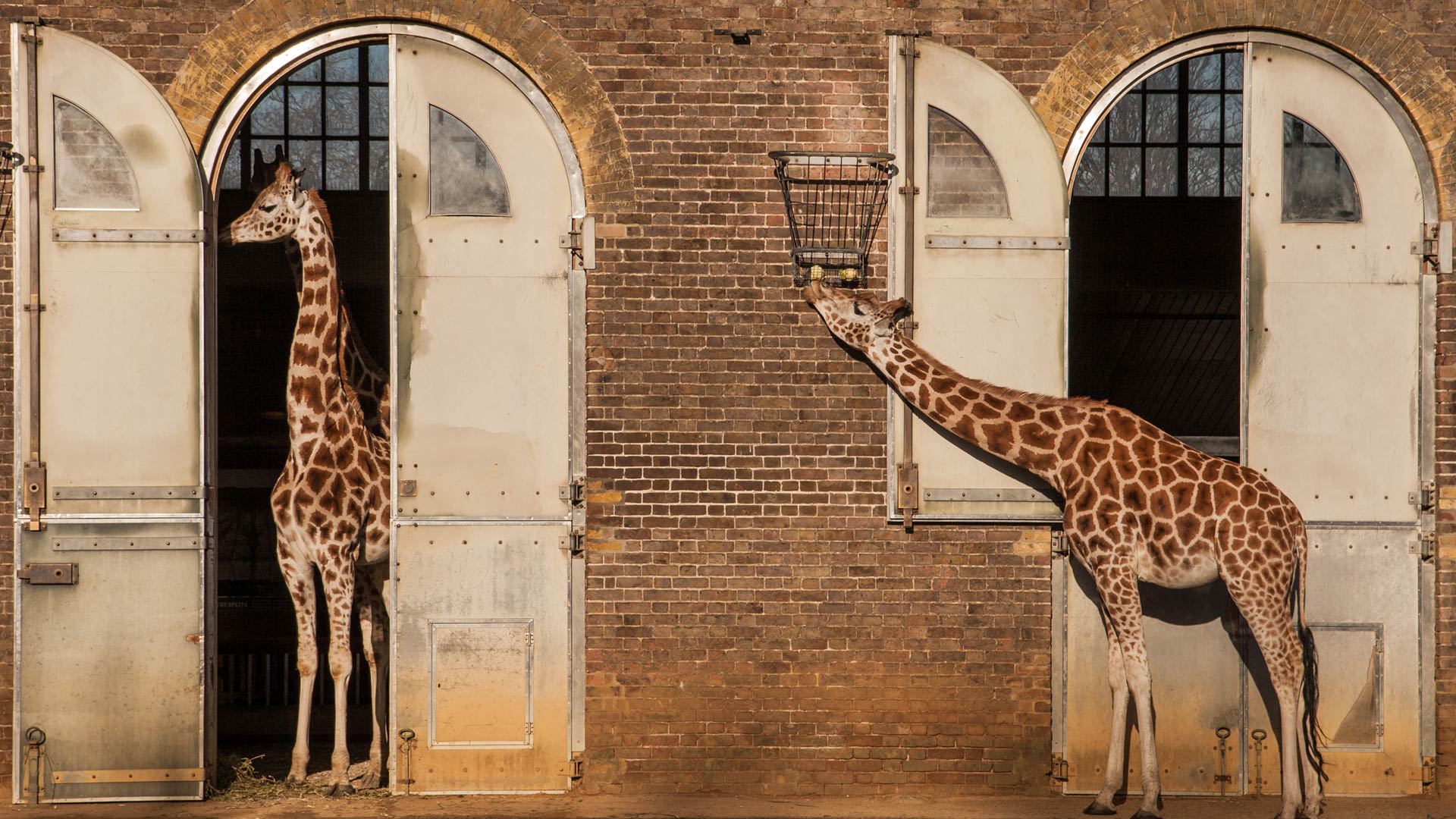 Giraffes