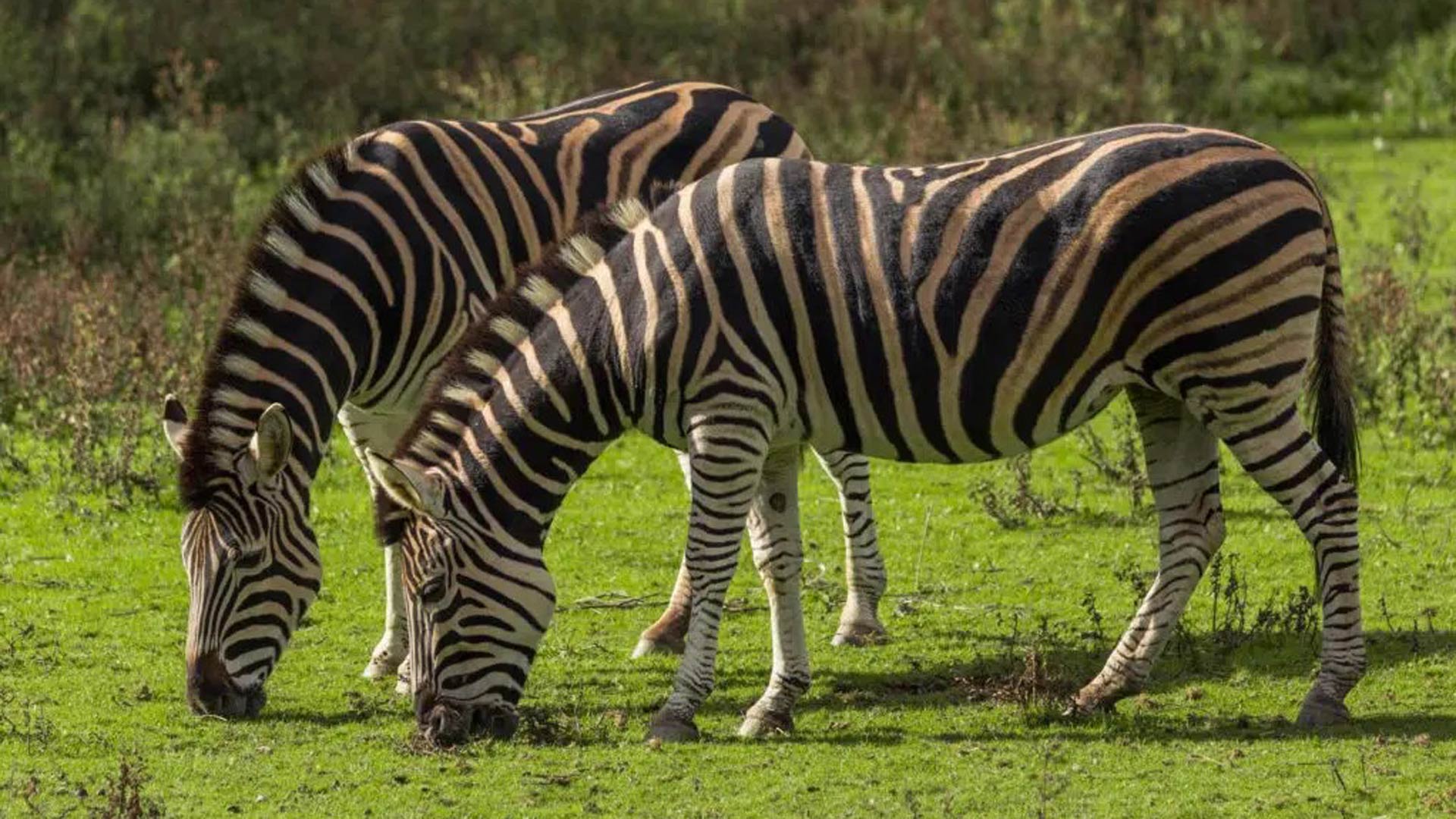 Zebra