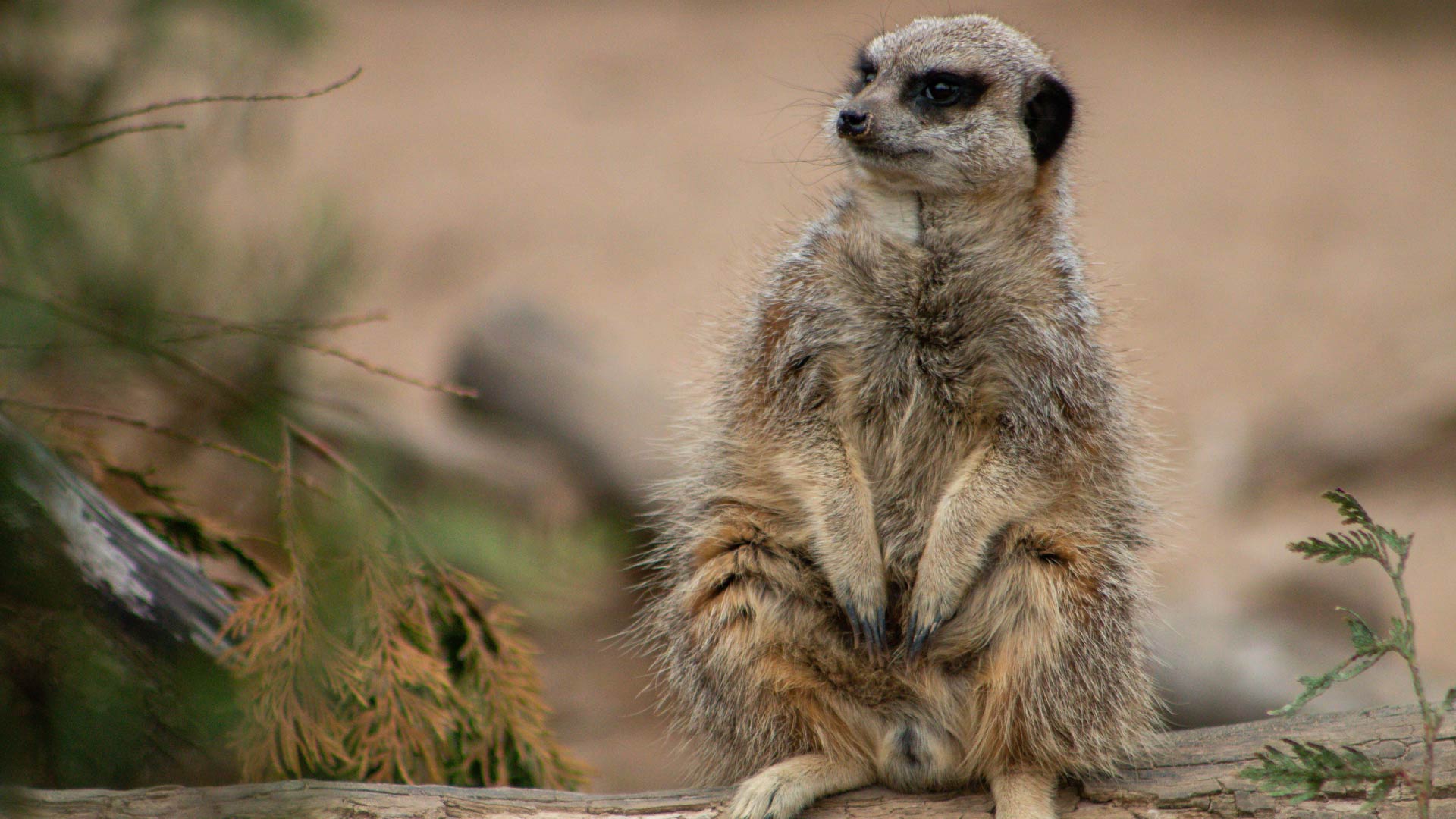 Meerkats