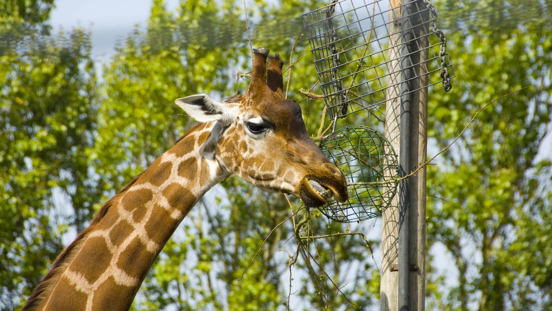 Giraffe