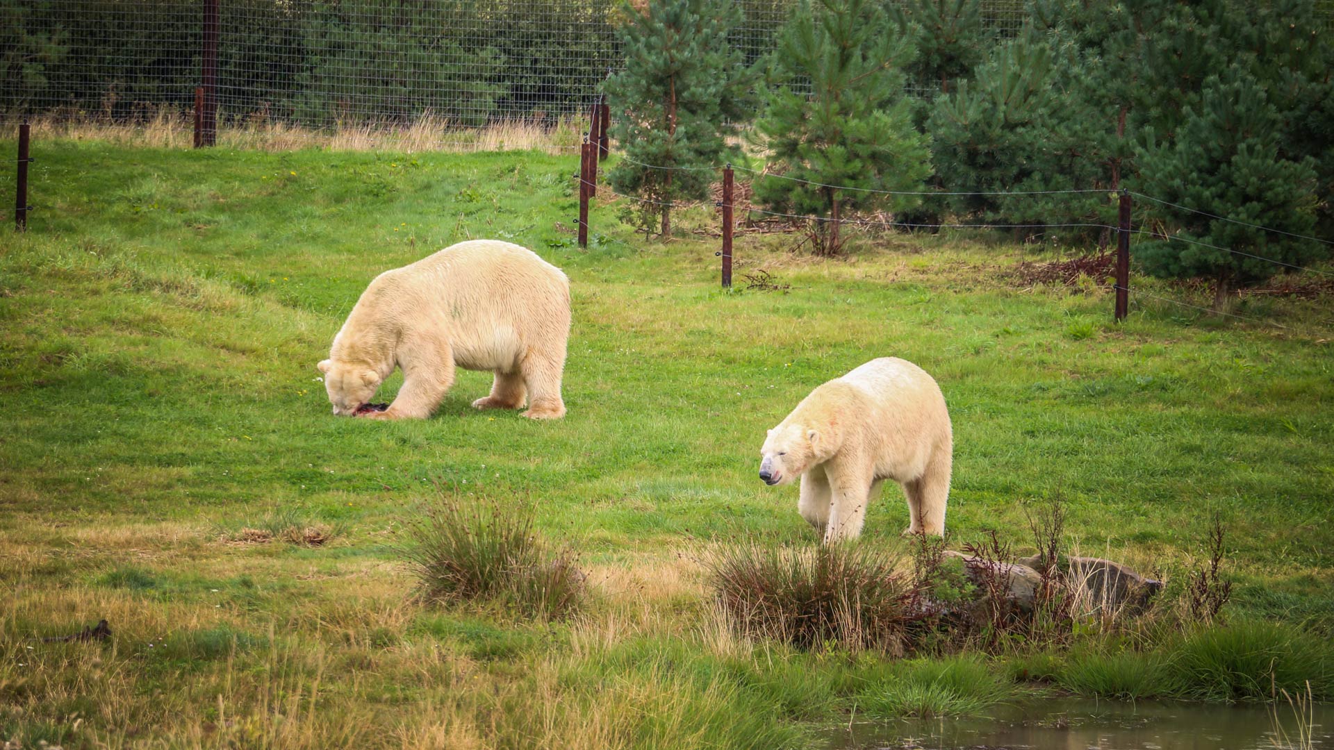 Polar bear