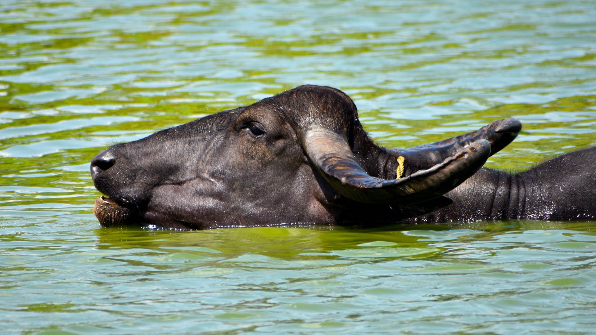 Water buffalo 