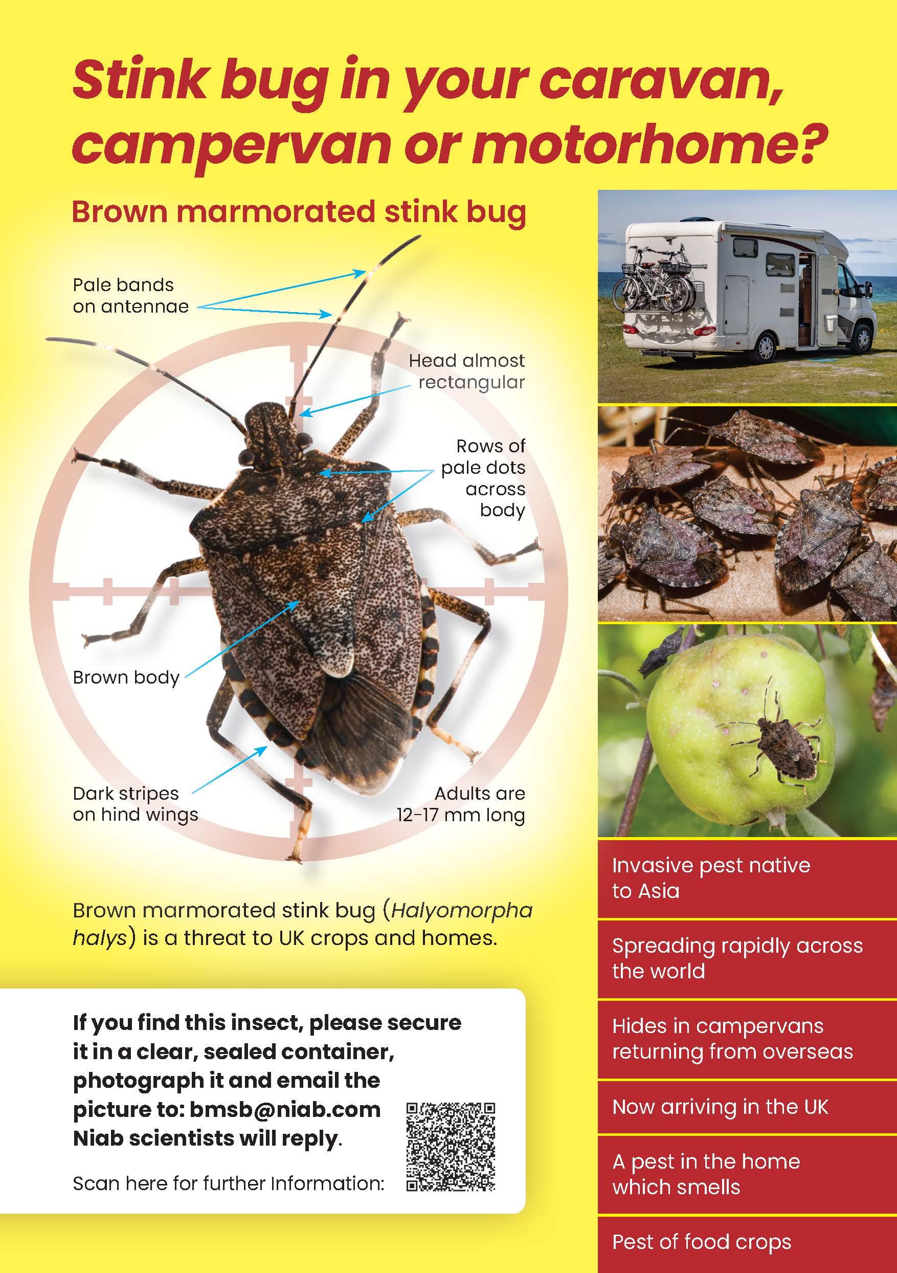 stink bug leaflet