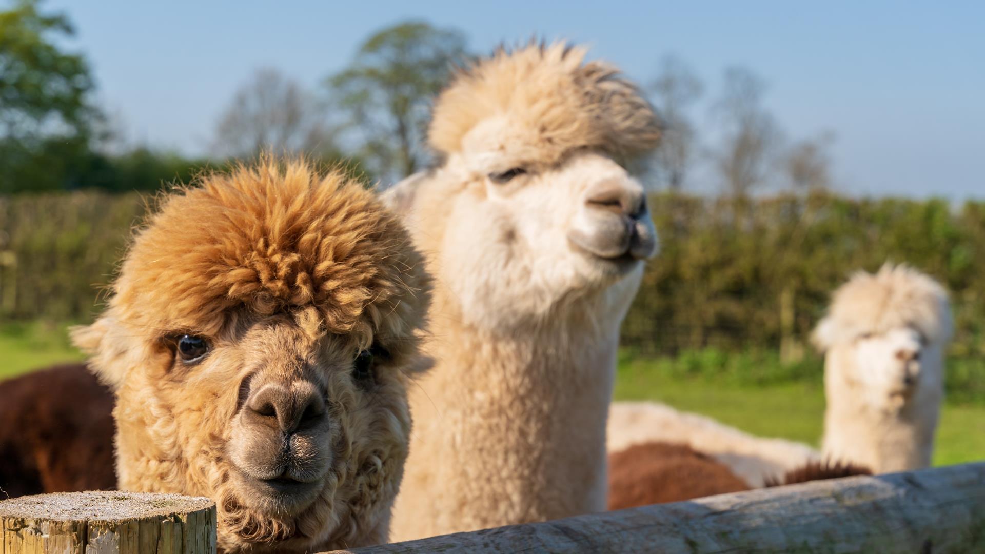 alpacca