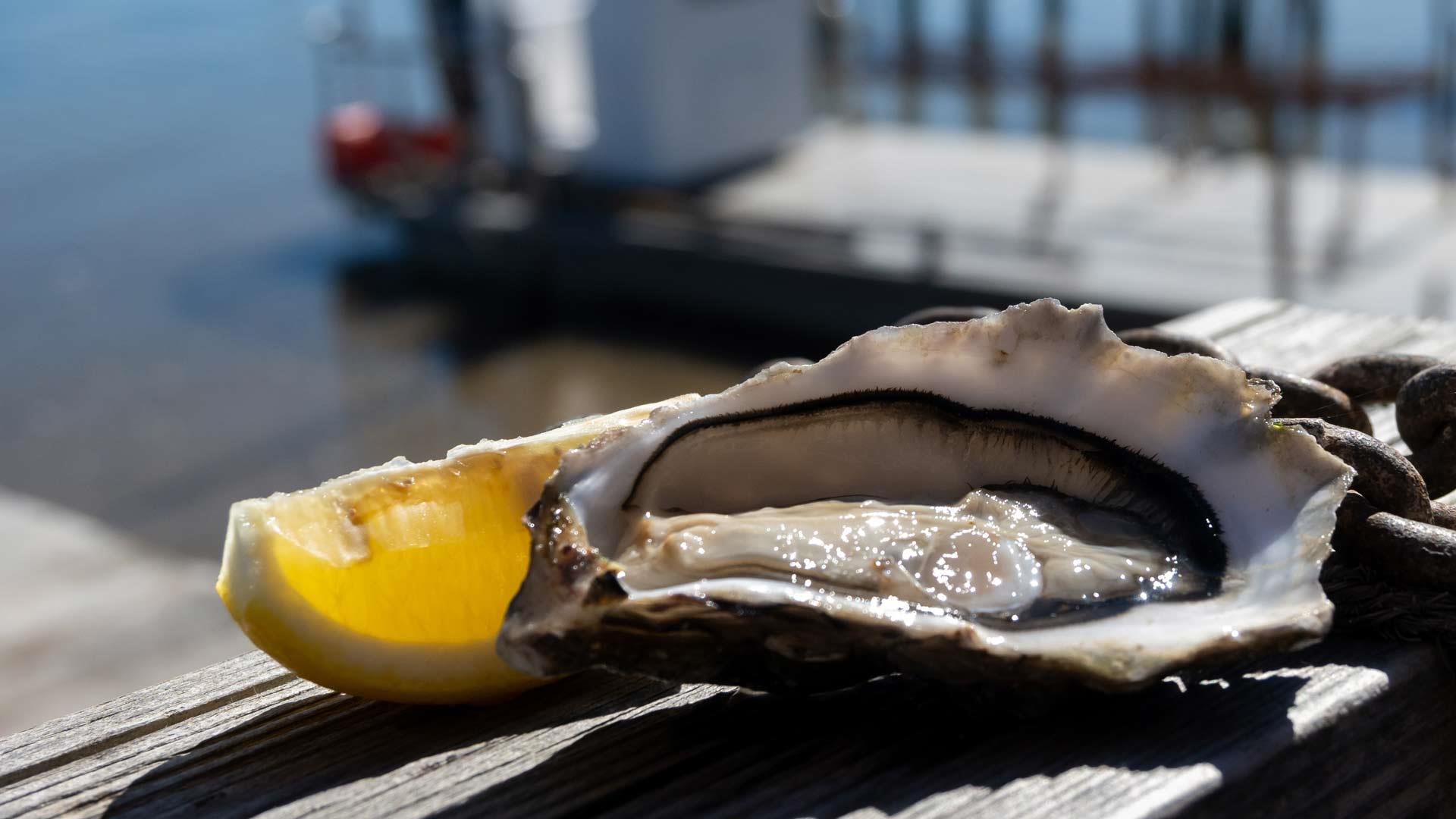 Oysters