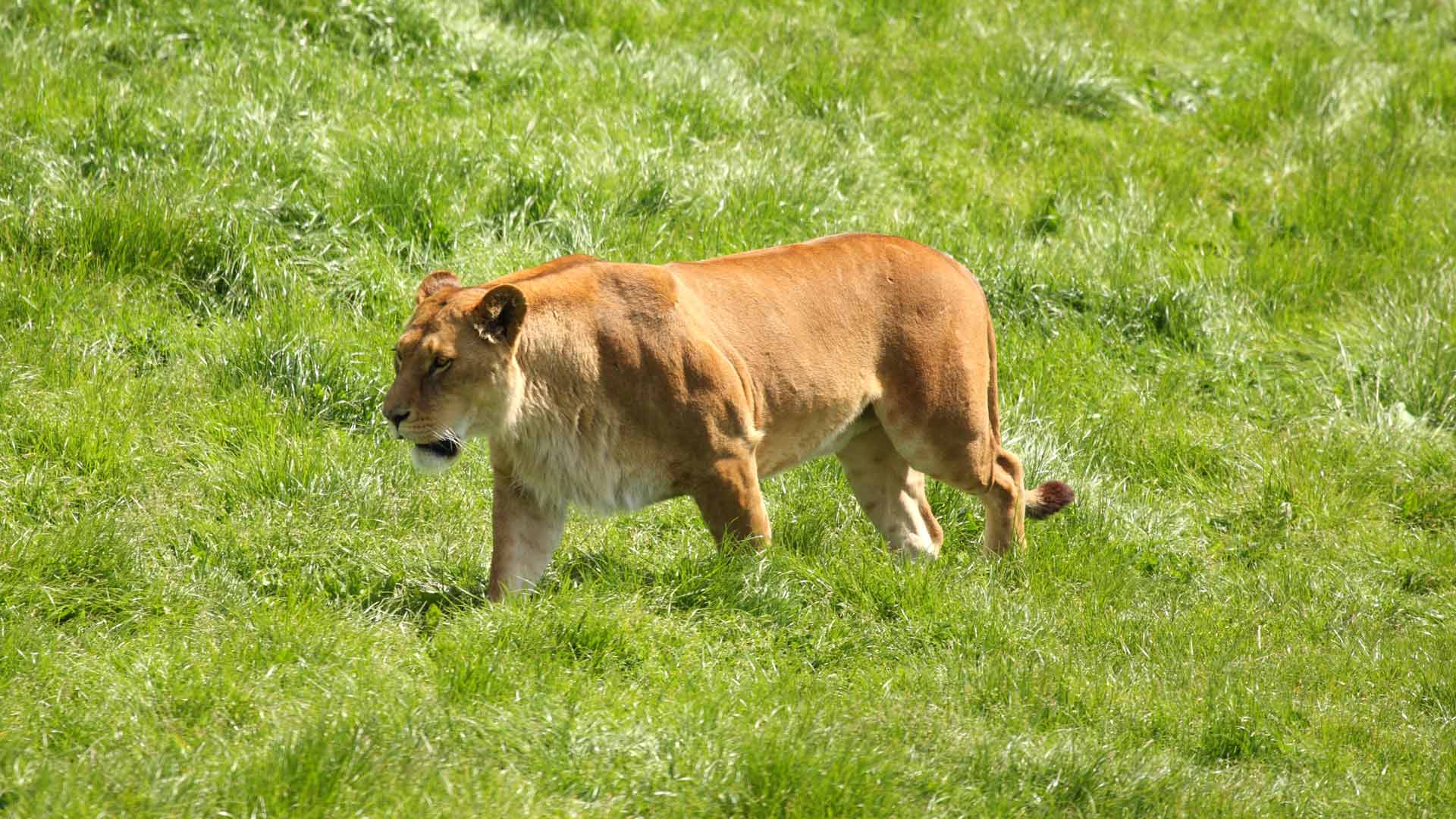 Blair Drummond Safari Park