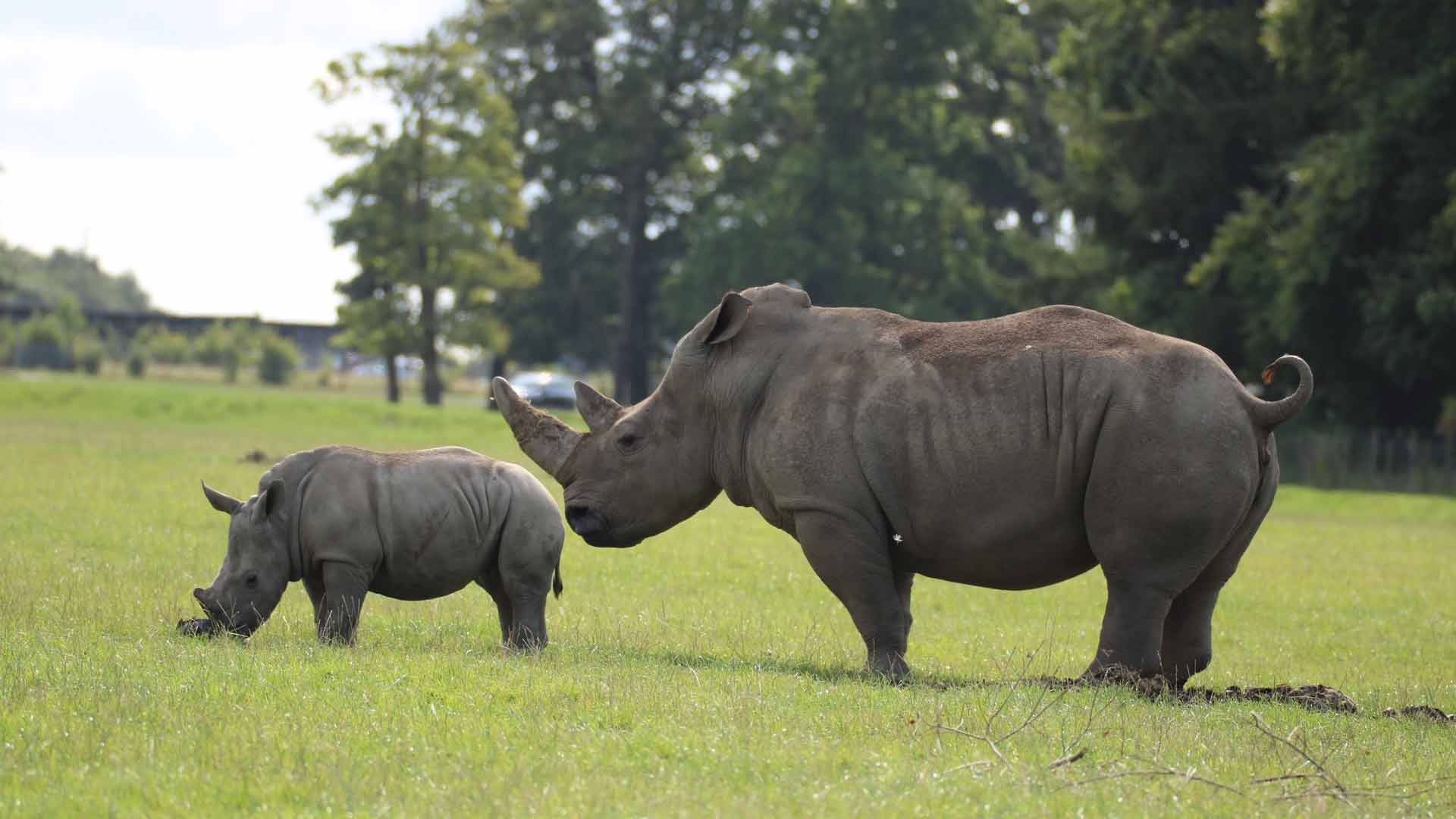 Knowsley Safari Park