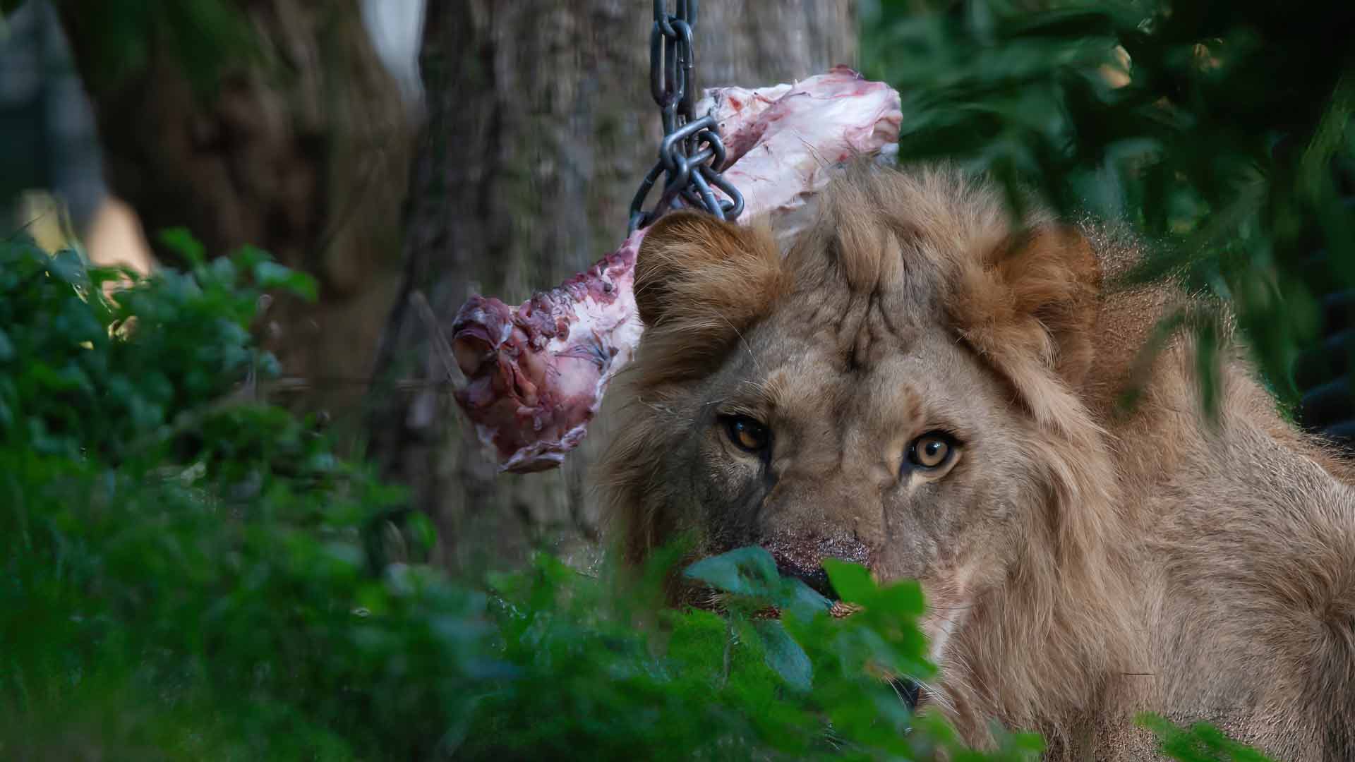 Port Lympne