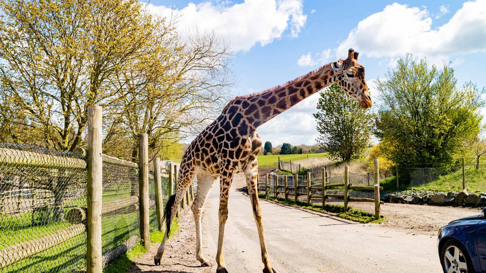 West Midlands Safari Park