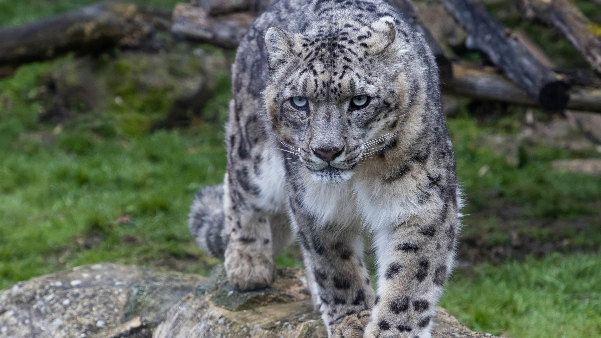 Snow Leopard