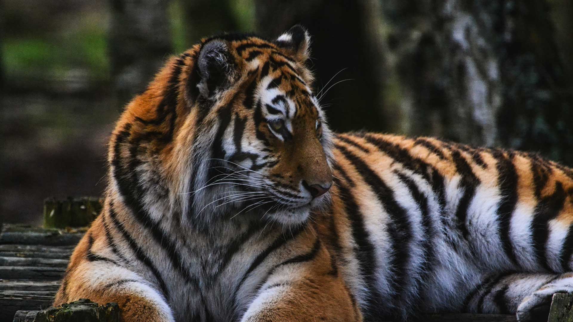 Tiger at Edinburgh Zoo