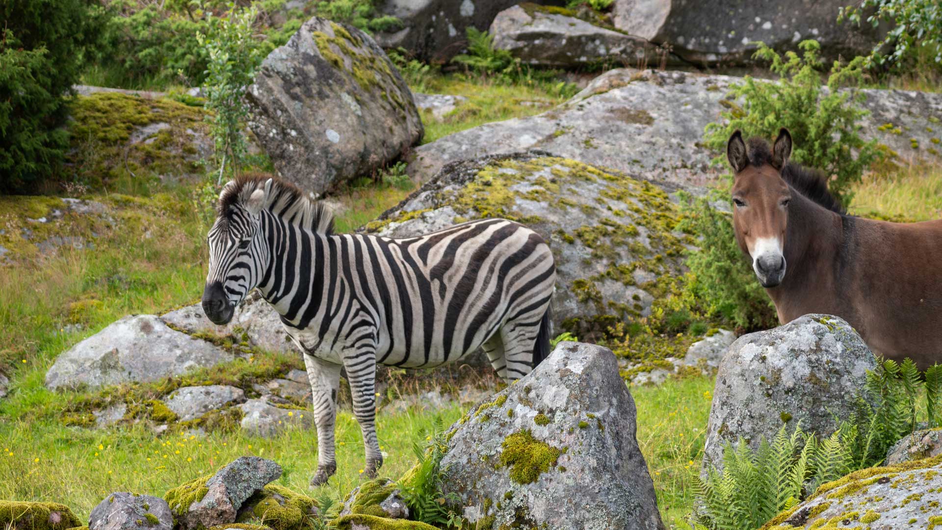 Zebra at Edinburgh Zoo