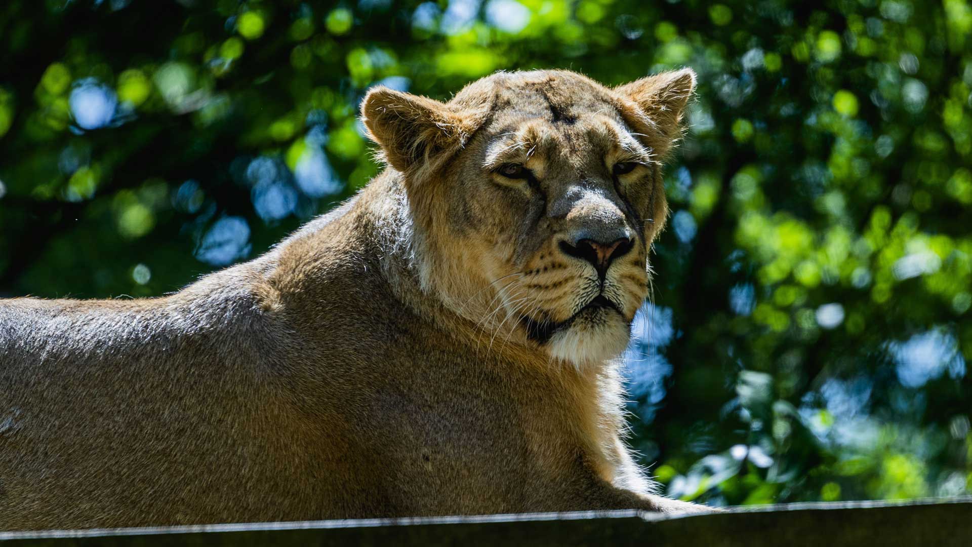 Lioness at London Zoo