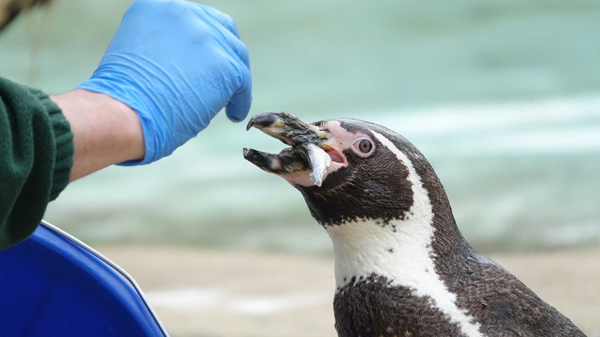 Penguin feeding at London Zoo