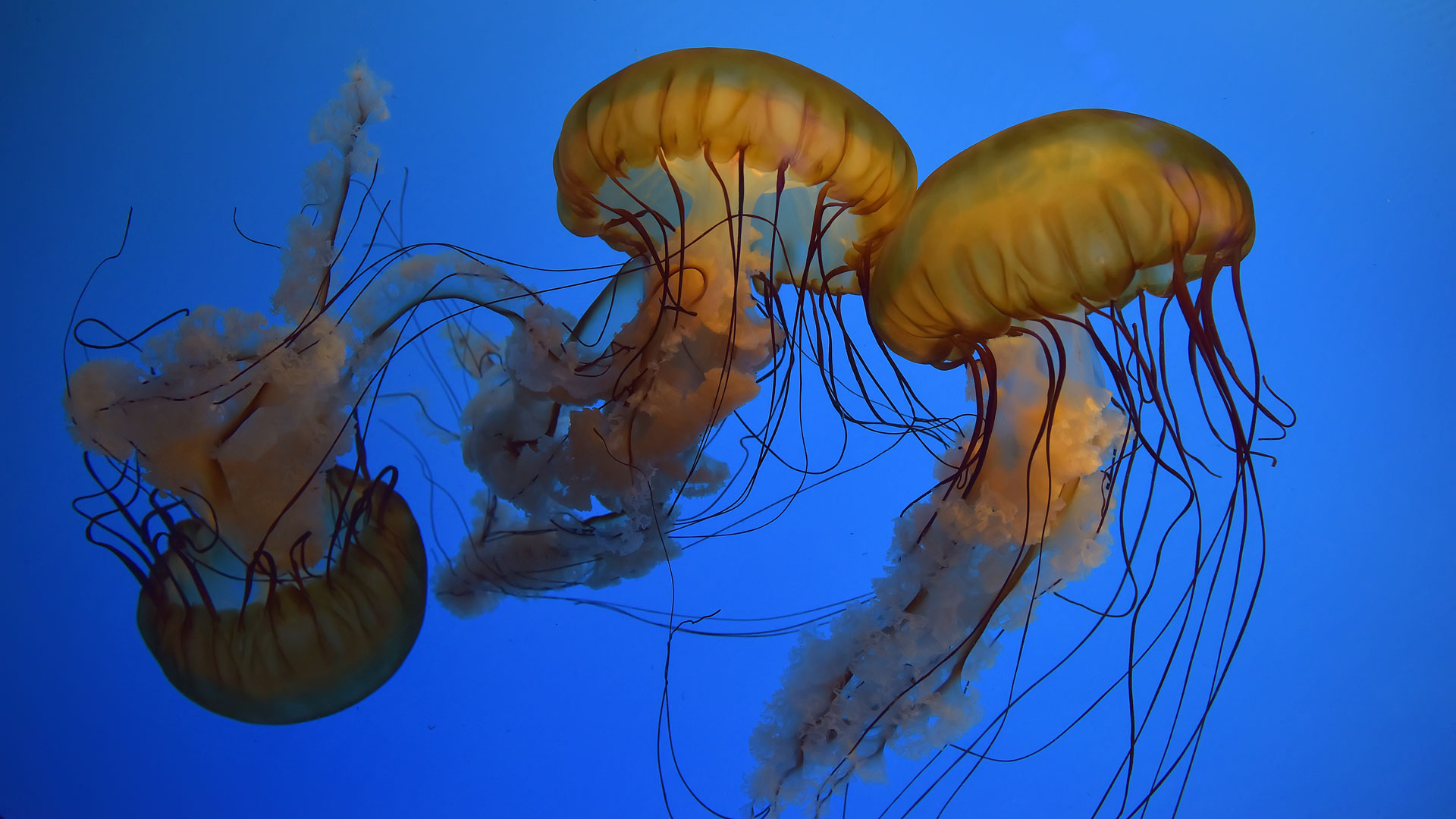 Scarborough Sea Life