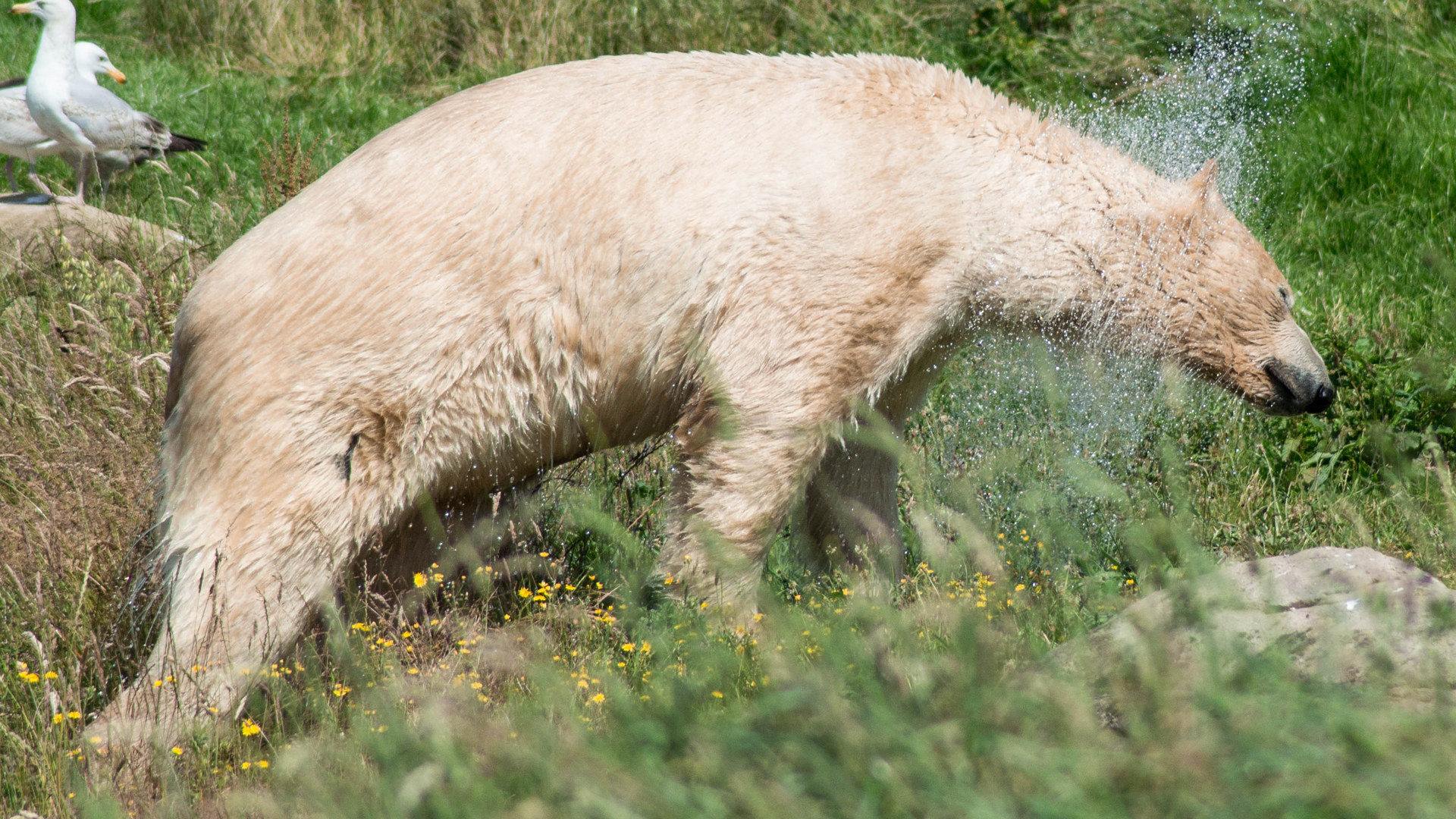 polar bear