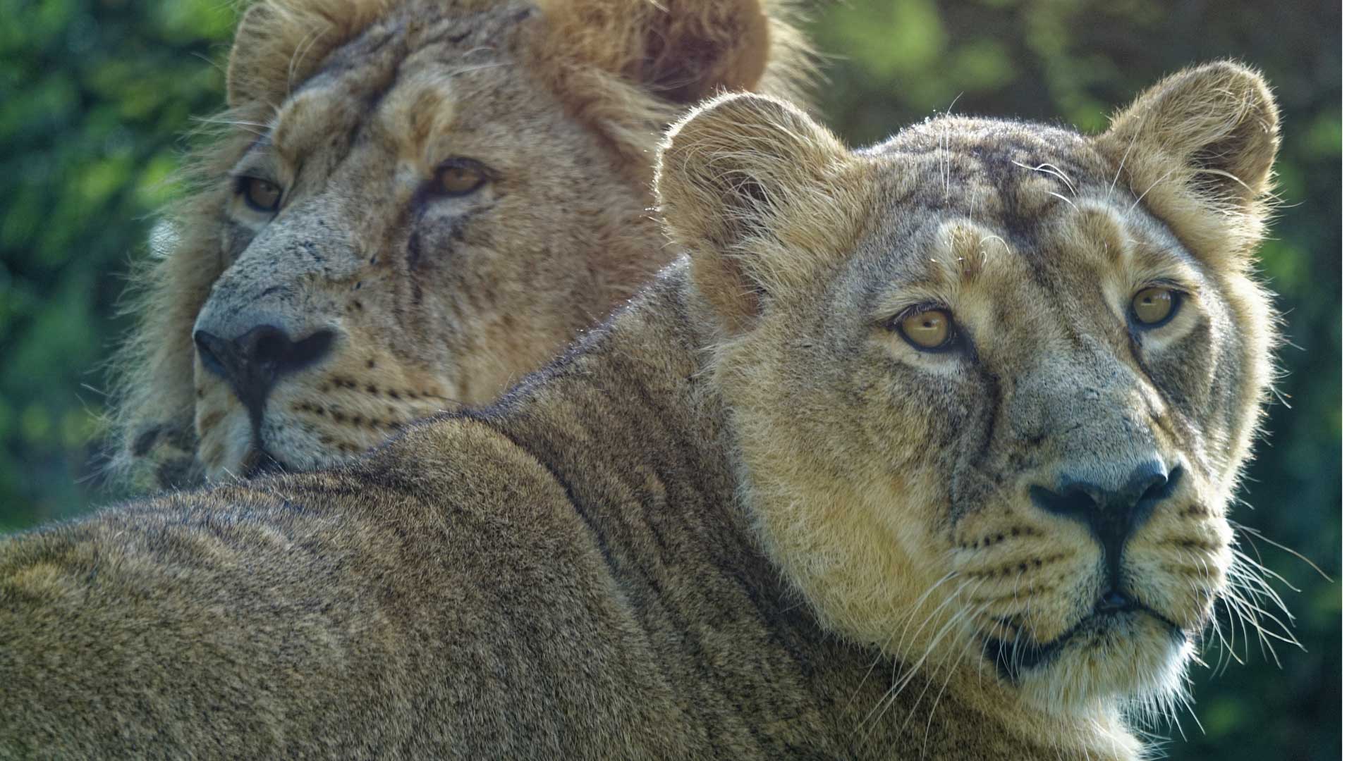 Lions at Cotswold Wildlife Park and Gardens.