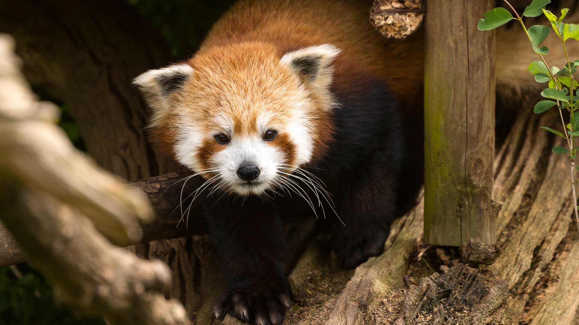 Red panda at Cotswold Wildlife Park.