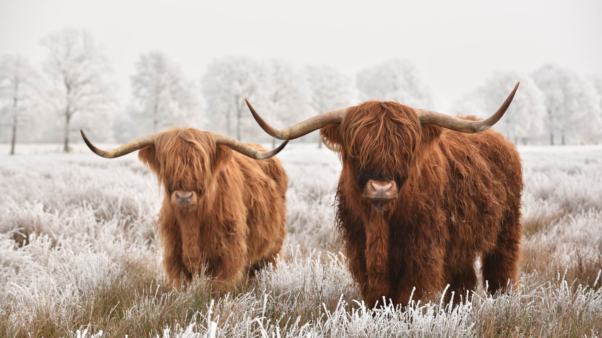 highland cows