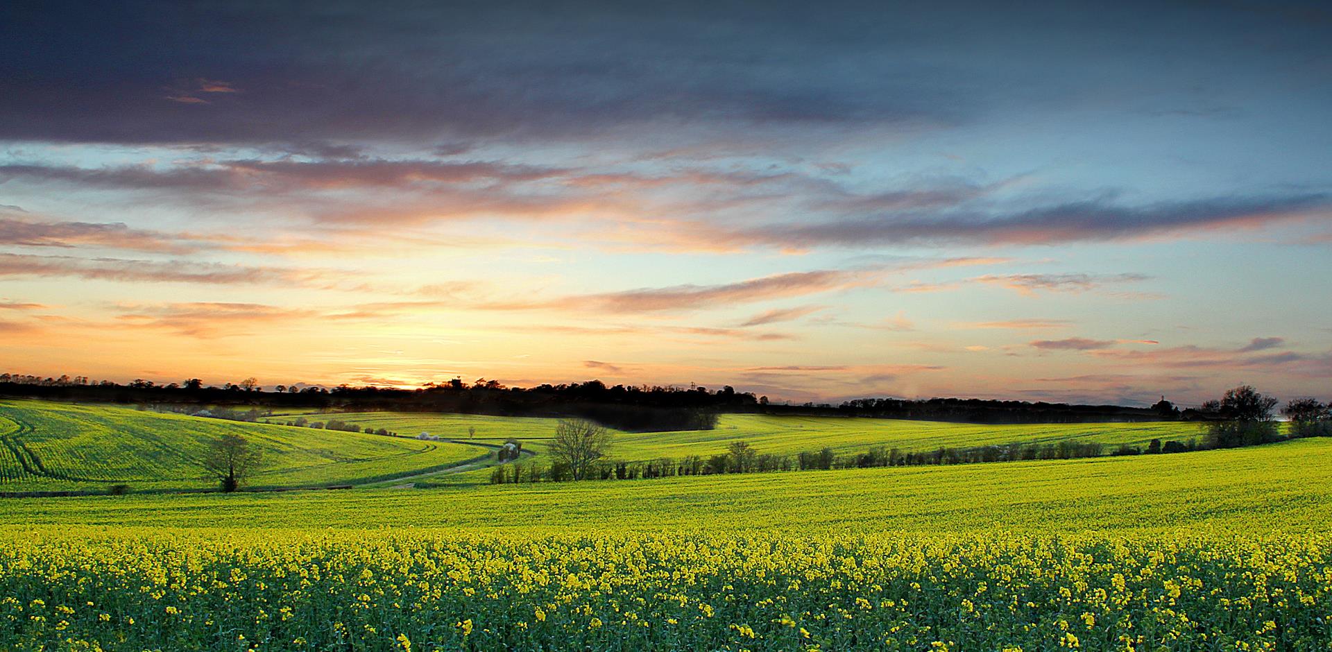 Rapeseed Field in Hertfordshire, UK.