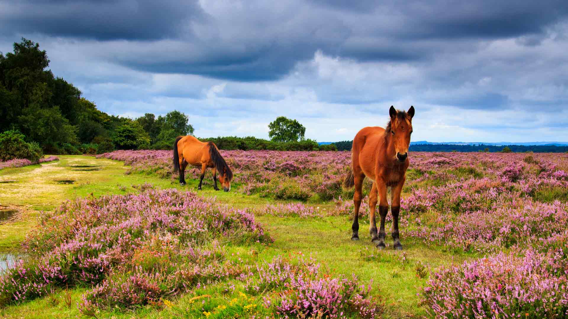 Campsites in the new forest with 2024 electric hook up