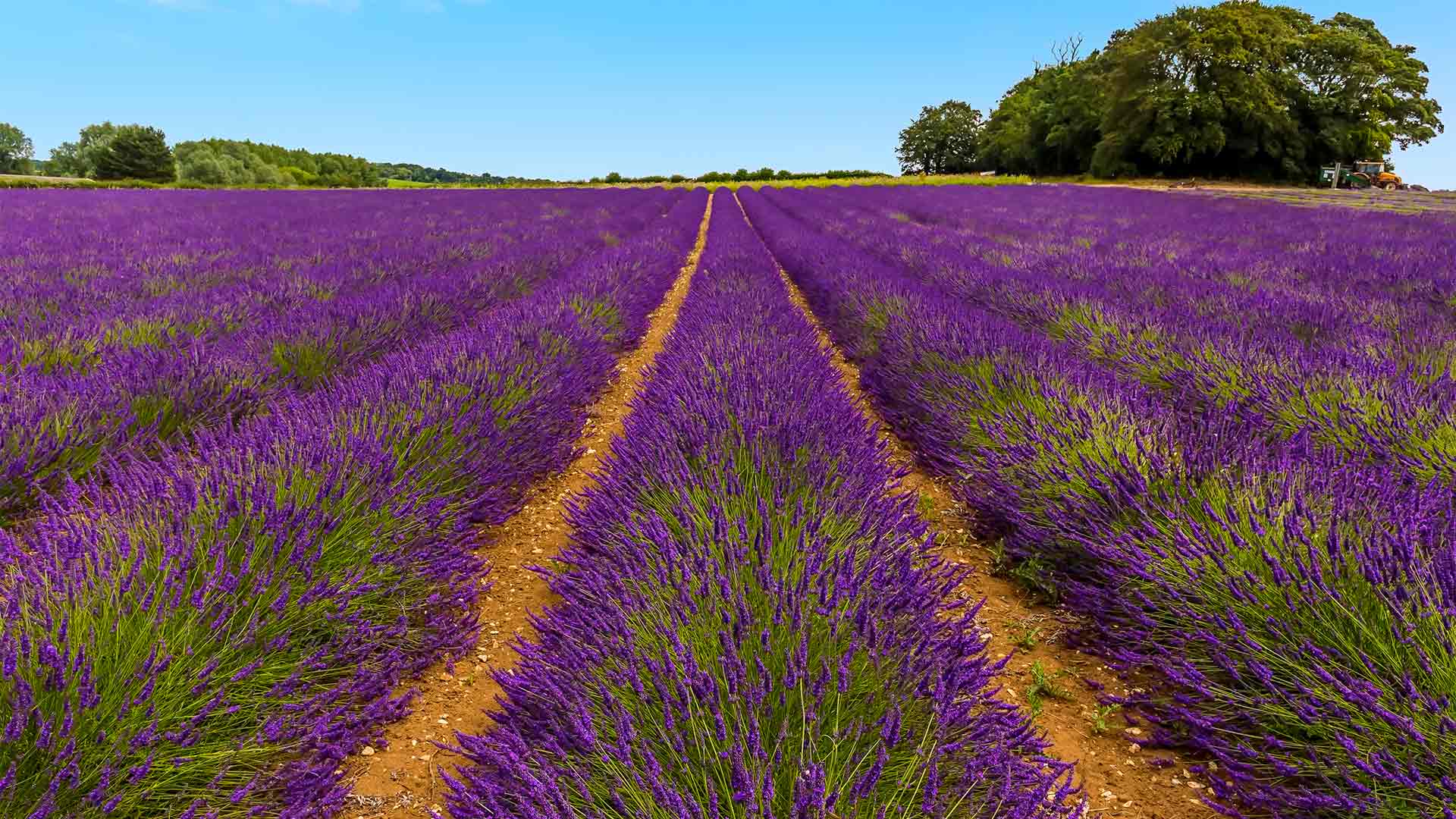 Norfolk Lavender