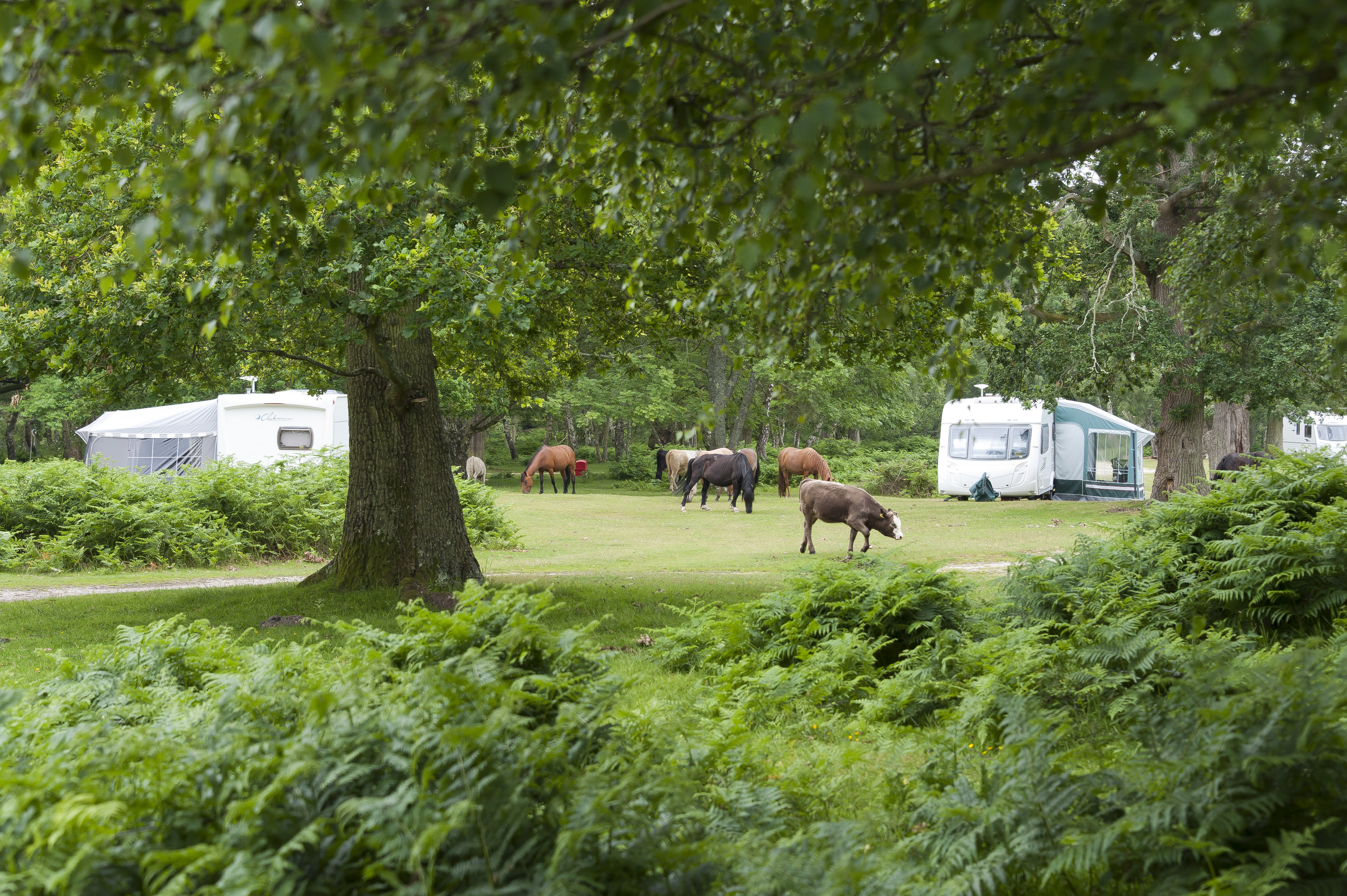 Denny Wood - New Forest Camping in the Forest Site - The Camping and