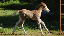 Shire Horse Sanctuary