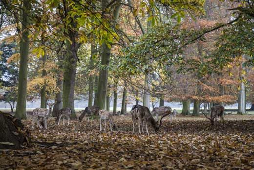 Holkham Gardens