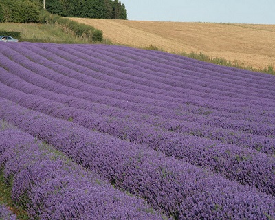 Norfolk Lavender