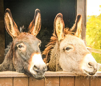 The Donkey Sanctuary