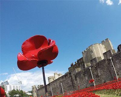 Ceramic Poppies at Tower of London