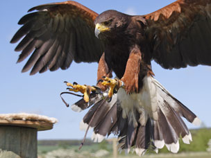 Battlefield Falconry Centre