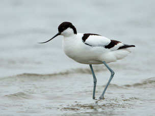 RSPB Snettisham Nature Reserve - The Camping and Caravanning Club